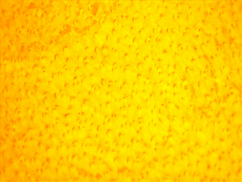 Top-Grade Chrome-Free Cowhide Leather Drivers Gloves with Reinforced Palm Patch